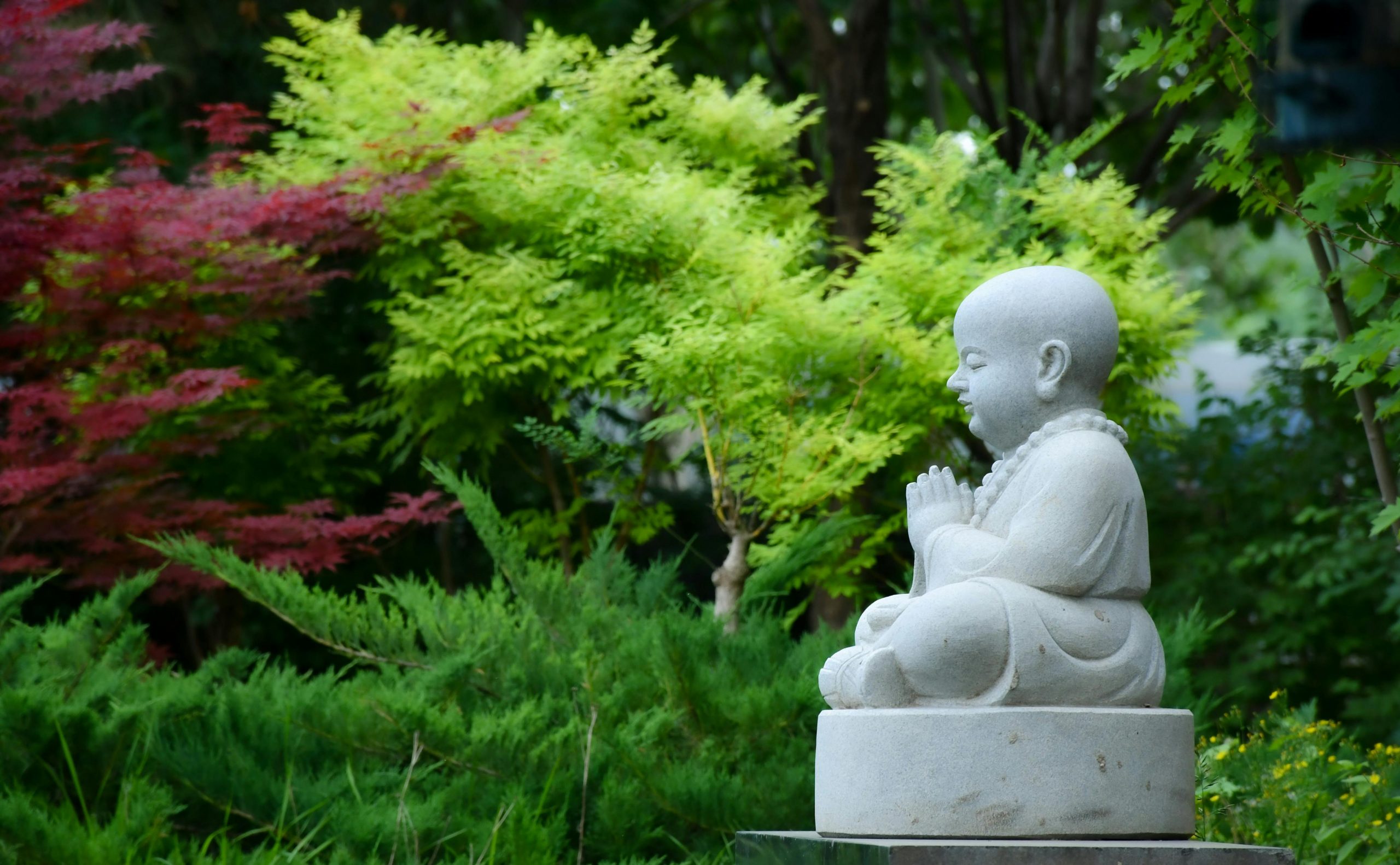 statue of buddha surrounded by zen garden plants