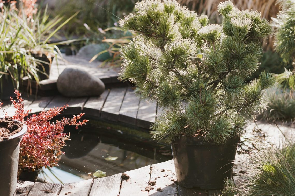 pond surrounded by zen garden plants