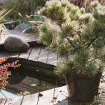 pond surrounded by zen garden plants