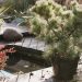 pond surrounded by zen garden plants